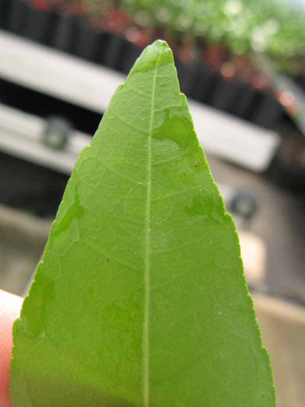              Margin (Phillip Rucks Citrus Nursery, Frostproof, FL)       